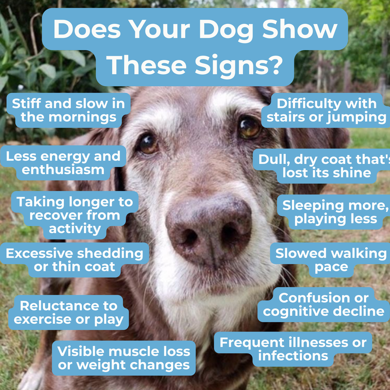 Petrition Senior Support Chews for Dogs - 120 Chew Chicken Flavour