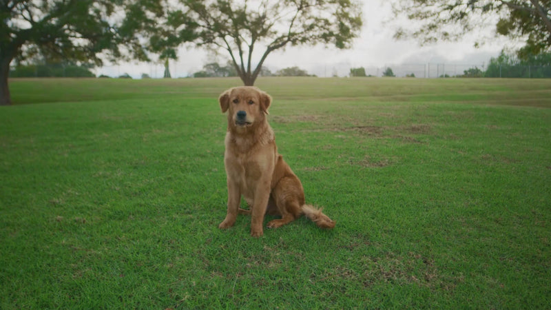 Petrition Hip and Joint Chews for Dogs - 120 Chews Chicken Flavour