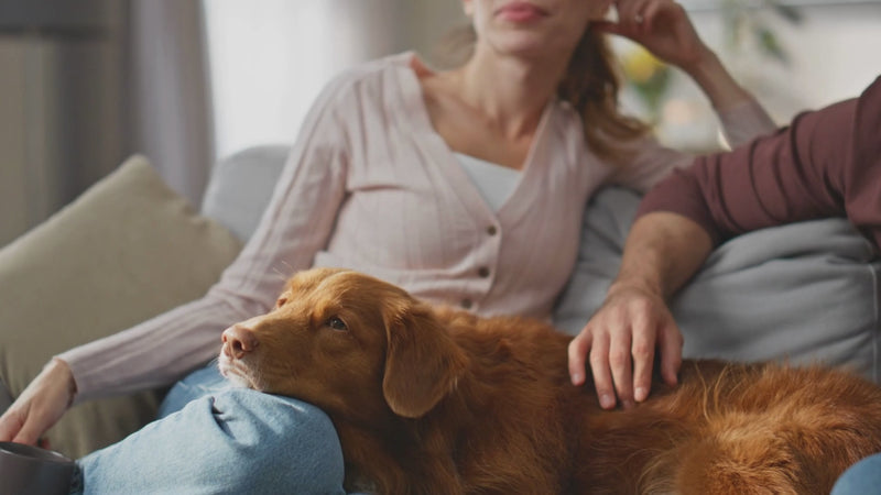 Petrition Calming Support Chews for Dogs - 120 Chews