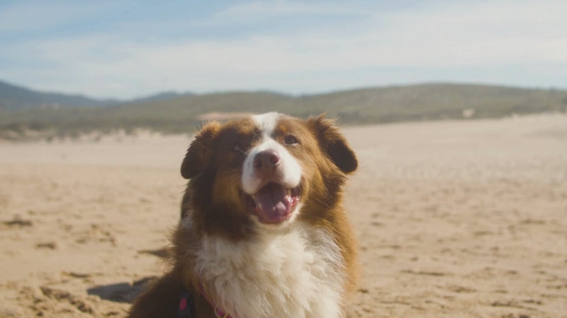 Petrition Allergy and Itch Support Chews for Dogs - 120 Chews