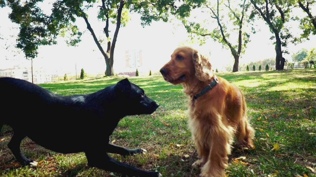 Petrition Probiotic Chews for Dogs - 120 Chews Chicken Flavour, Immune Support